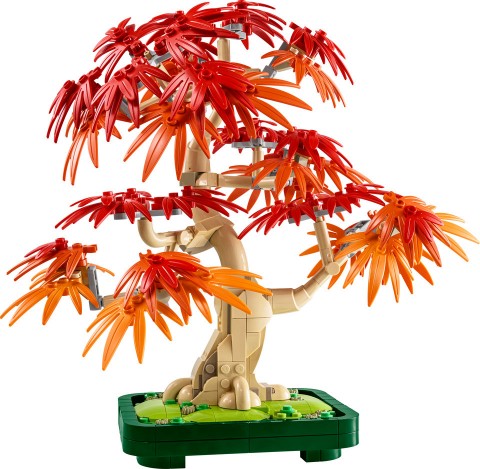 10348 – Bonsai Czerwony japoński klonIVET.PL - Modna odzież